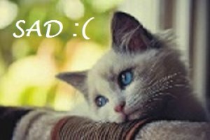 Sad cat is sad.